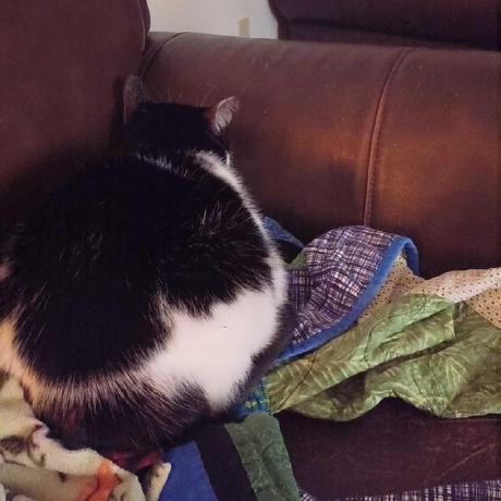 image of my cat luna and my profile pic for github